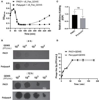 PqsA mutation-mediated enhancement of phage-mediated combat against Pseudomonas aeruginosa